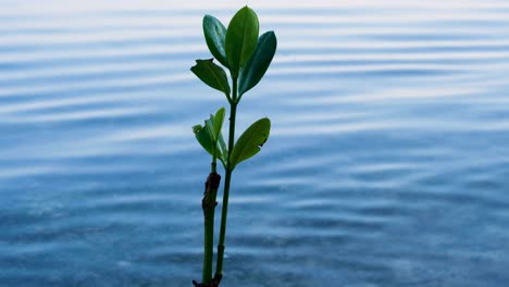 Close-up-of-single-mangrove-plant-with-green-leaves-growing-along-shoreline-of-saltwater-wetlands-on-remote-tropical-island