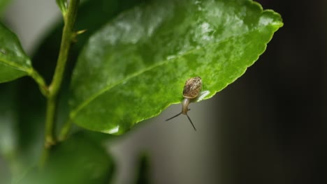 Tiny-Asian-Tramp-Snail-moves-along-lime-leaf-after-rain