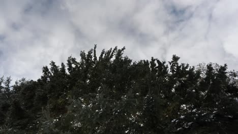 Bewegung-Von-Wolken-über-Einem-Nadelbaum,-Landschafts-Zeitrafferszene