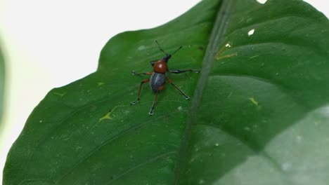 Die-Kamera-Zoomt-Heran-Und-Zeigt-Diesen-Rüsselkäfer-Im-Schatten-Eines-Anderen-Blattes-Während-Eines-Hellen,-Bewölkten-Tages-Mitten-Im-Wald,-Metapocyrtus-Ruficollis,-Philippinen