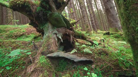 Langsame-Vorwärtsbewegung-über-Dem-Moosbedeckten-Waldboden-Auf-Den-Verwesenden-Baumstamm-Zu