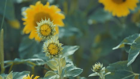 Blühende-Sonnenblumen-Und-Blütenknospen-Auf-Dem-Feld-An-Einem-Sonnigen-Tag