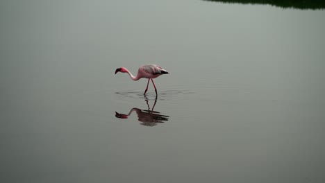 Solo-single-flamingo-walks-in-calm-flat-water-with-reflection-clear