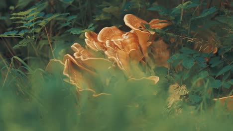 A-huge-orange-oyster-mushroom-in-the-green-forest-undergrowth