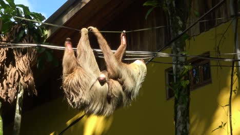 A-sloth-with-a-baby-climbs-along-the-power-lines