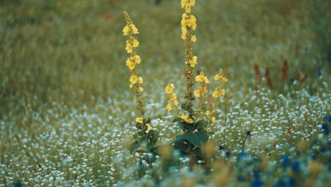 Gelbe-Agrimonia-Eupatoria-Blüht-An-Den-Langen-Stielen,-Umgeben-Von-Weißen-Und-Blauen-Blüten-Auf-Der-Sommerwiese
