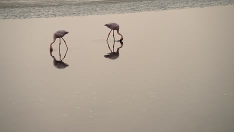 Pair-of-flamingos-submerge-head-under-water-feeding-in-shallow-wetlands-with-reflection