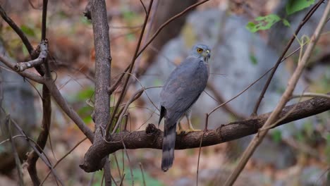 Seen-from-its-back-facing-to-the-right-while-the-camera-zooms-in,-Crested-Goshawk-Accipiter-trivirgatus,-Thailand