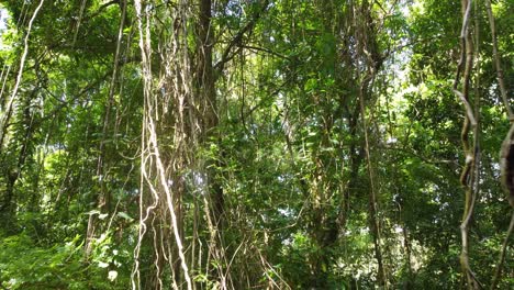 Luftdrohnen-Zoom-In-Den-Wilden-Tropischen-Regenwald,-üppige-Vegetation-Des-Grünen-Minca,-Kolumbien