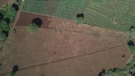 Luftaufnahme-Von-Oben-Nach-Unten-Auf-Bewirtschaftete-Felder-Auf-Afrikanischem-Ackerland
