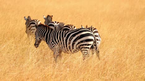 Herde-Zebras,-Die-Sich-Durch-Das-Goldene-Grasland-Der-Masaimara-Bewegen