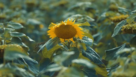 Blühende-Und-Verwelkende-Reife-Sonnenblumen-Mit-Gesenkten-Köpfen-Auf-Dem-Feld