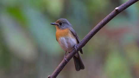 Seen-facing-to-the-left-while-breathing-and-perching-on-a-branch,-Indochinese-Blue-Flycatcher-Cyornis-sumatrensis-Female,-Thailand