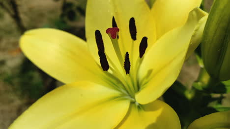 Outdoor-view-of-a-close-up-Royal-Yellow-Lily-flower---Lilium,-fully-blossomed,-in-a-sunny-day-in-summer,-this-is-a-descriptive-macro-shot,-presenting-details-of-Lily's-stamen-and-pistil