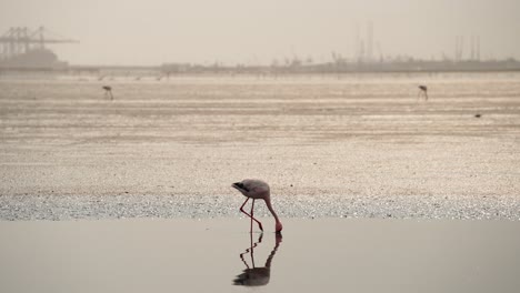 Flamingo-submerges-head-underwater-feeding-as-it-defecates-pooping,-industrial-background-on-horizon