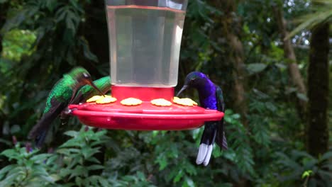 Hummingbirds-at-a-feeding-station-in-the-rainforest