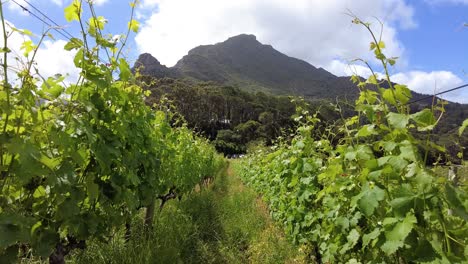 Growing-Vineyards-In-Winery-Farmland-In-Constantia-Near-Cape-Town,-South-Africa