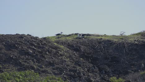 Ein-Laysan-Albatros-Ruft-Seinem-Gefährten-Von-Einem-Berg-Mit-Blick-Auf-Die-Inselkolonie-In-Hawaii-Zu