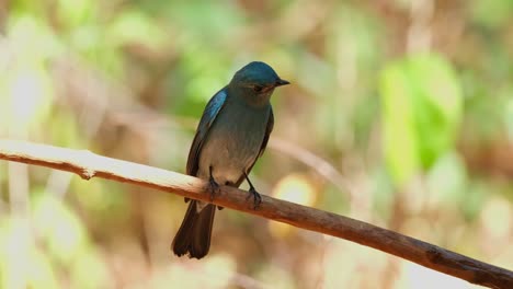 Looking-down-and-around-while-perched-on-a-vine-in-the-middle-of-the-day,-Verditer-Flycatcher-Eumyias-thalassinus,-Thailand