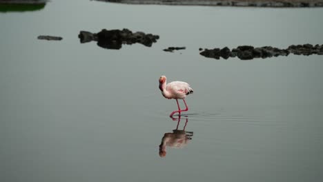 Flamingo-walks-wading-in-wetland-water-sticking-head-down-to-hunt