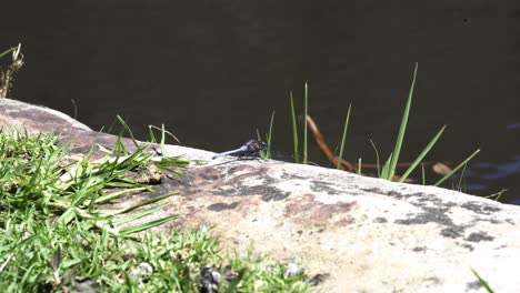 Perching-Huge-Black-Dragonfly-By-A-Creek