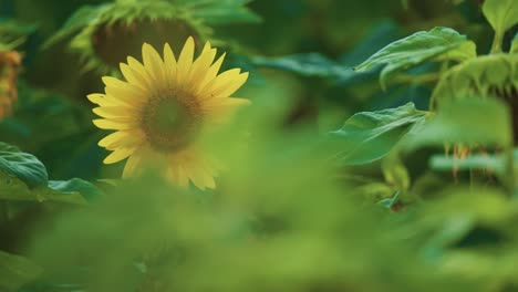 Eine-Blühende-Sonnenblume-Auf-Dem-Feld