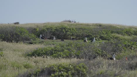 Eine-Kolonie-Von-Laysan-Albatrossen-Hat-Ihr-Zuhause-Im-Gebüsch-Am-Kaena-Point-Auf-Der-Insel-Oahu-In-Hawaii,-Einem-Bekannten-Nistplatz-Für-Diese-Seevögel