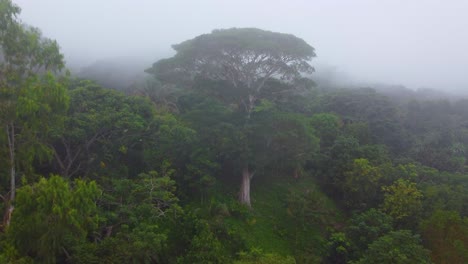 Subtropical-trees-submerged-in-fog,-Colombian-humid-green-landscape-cloudy-white-sky-in-Minca,-Drone-Aerial