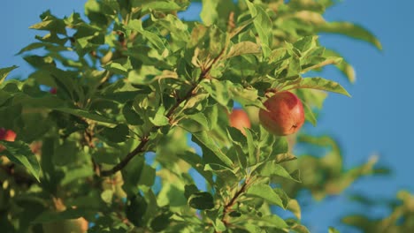 Manzanas-Rojas-Maduras-En-Las-Ramas-En-El-Video-De-Paralaje