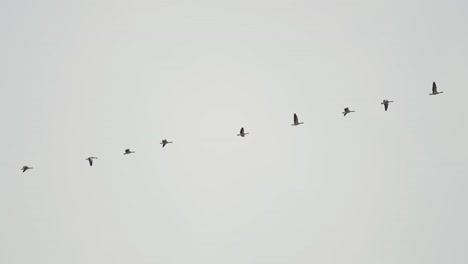 A-flock-of-migrating-geese-in-the-pale-grey-sky