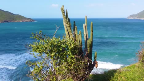 Panoramic-Shot-of-Wild-Cactus-Moving,-Blue-Sea-Tide-Colombian-at-National-Park