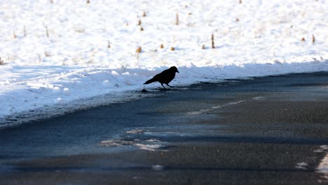 Un-Cuervo-Busca-Algo-Para-Comer-En-La-Calle-En-Invierno