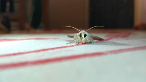 A-moth-close-up-which-is-resting-under-a-breeze
