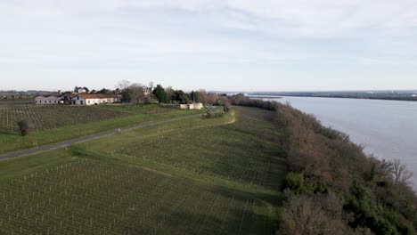 Vineyards-by-the-River-in-Bayon-sur-Gironde,-Bordeaux---aerial