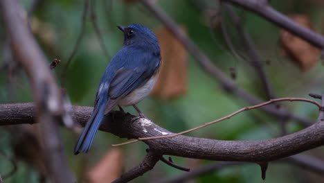 Seen-from-its-back-then-turns-its-head-to-the-left-and-up,-Indochinese-Blue-Flycatcher-Cyornis-sumatrensis,-Thailand