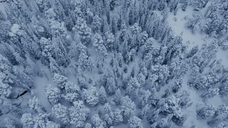 Bird's-Eye-View-Of-Forest-Trees-In-Extreme-Winter-Snowscape