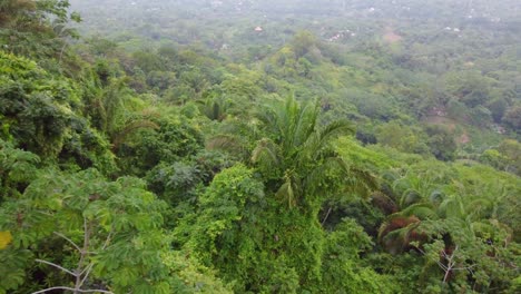 Green-tropical-rainforest-in-Colombia