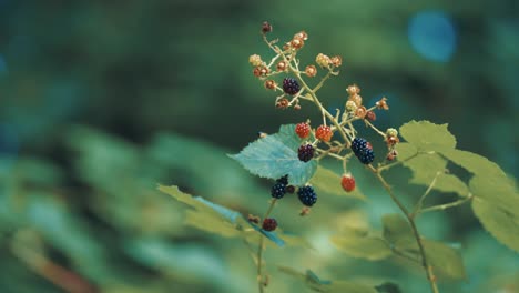 A-thorny-blackberry-branch-with-fresh-ripe-berries-backlit-by-the-morning-sun