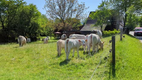 Weiße-Charolais-Kuh-Und-Ein-Kalb-Posieren-Draußen-Auf-Einer-Grünen-Weide