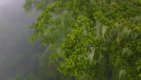 Selva-Tropical-Cerca-De-Minca-En-La-Sierra-Nevada-De-Santa-Marta-En-La-Cordillera-De-Los-Andes,-Colombia.