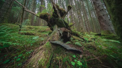 Moss-covered-forest-floor-and-decaying-tree-trunks-in-the-enchanted-forest
