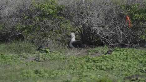 a-Laysan-albatross-stands-outside-her-nest-in-the-colonies-nesting-ground-at-Kaena-Point-Oahu-Hawaii