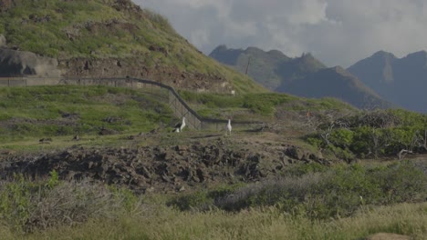 Ein-Albatrospaar-Wacht-über-Seine-Inselkolonie-Am-Kaena-Point,-Oahu,-Mit-Majestätischen-Vulkanbergen-Im-Hintergrund