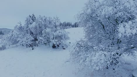 Schneebedeckte-Büsche-In-Winterlicher-Ländlicher-Natur.-Rückzugsschuss