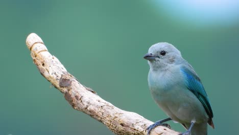 Bird-Portrait-Blue-Grey-Tanager-Ornithology-Closeup-Subtropical-Jungle-Colombia