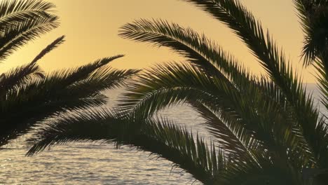 Palme,-Warmer-Sonnenuntergang-über-Ruhigem,-Entspannendem-Meerwasser-Teneriffa-Südspanien
