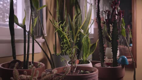 Shelf-Full-Of-Plants-And-Knick-Knacks
