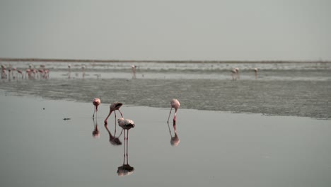 Flamingo-walks-along-wetlands-pecking-at-ground,-bird-reflection-in-water