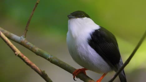 White-Bearded-Manakin-Bird-Closeup-Shot-at-Green-Tayrona-National-Park,-Colombia
