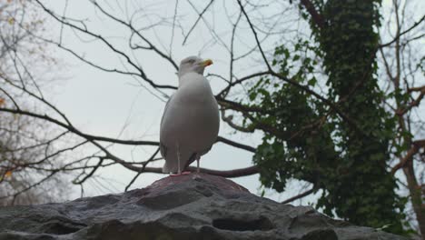 A-seagull-taking-a-rest-on-a-rock-next-to-a-tree
